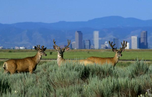 A photo of deer in a field with a city skyline in the background